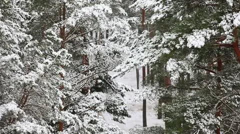 Winter forest Stockbeeldmateriaal 10597525
