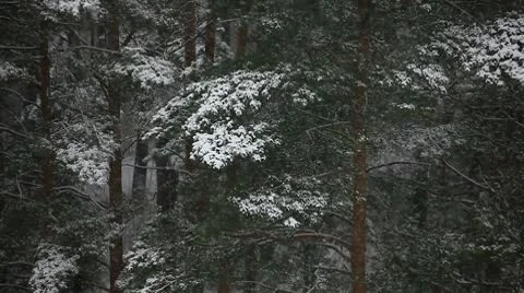 Winter forest Stock Footage 10597535