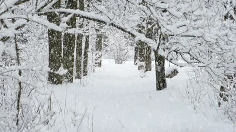 Winter forest Stock Footage 12720880