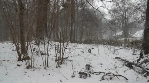 Winter in forest Stock Footage 12756557