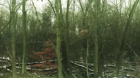 Winter forest Stock Footage 13820138