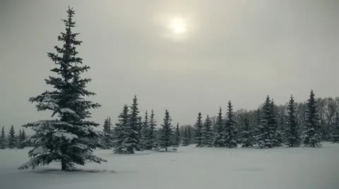 Winter forest Stock-Footage 17313500