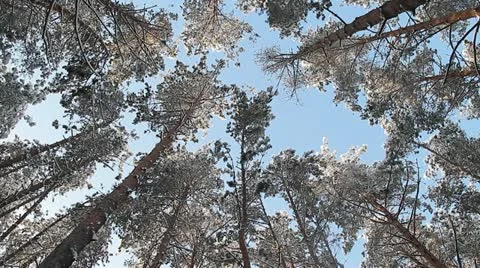 Winter forest Видео 20328993