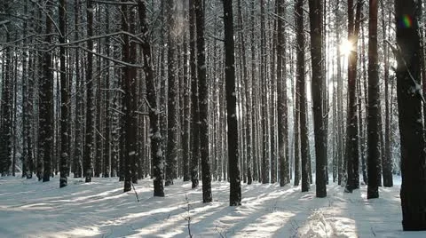 Winter forest Видео 20331431