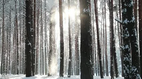 Winter forest Видео 20338240