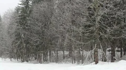 Winter in the forest Stock Footage 20637237
