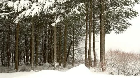 Winter forest. Stock Footage 21315010