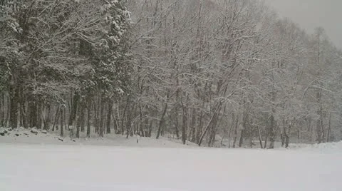 Winter forest. Stock Footage 21315997