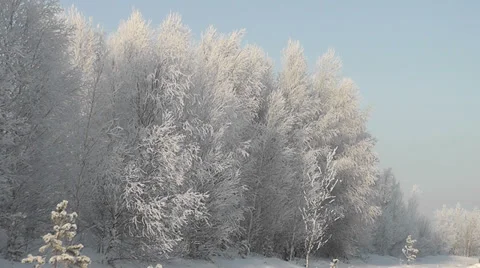 Winter forest Stock Footage 28646025