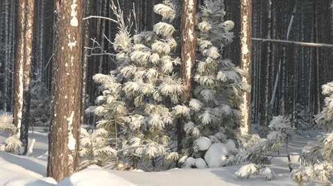 Winter forest Stock Footage 29171820