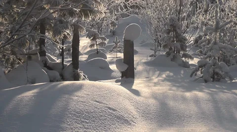 Winter forest Stock Footage 29214136