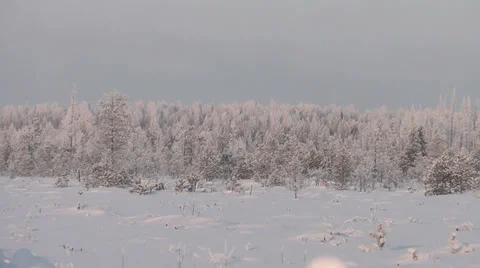 Winter forest Stock Footage 29237866