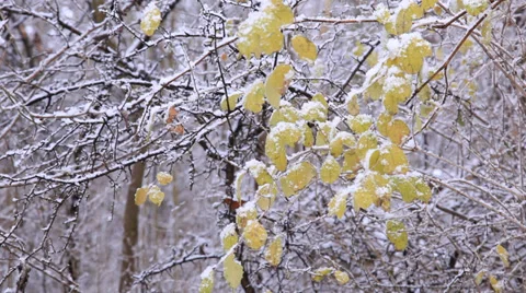 Winter forest Stock-Footage 33294259