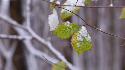 Winter forest Vidéo 33294510