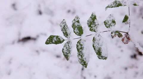 Winter forest Видео 33294587