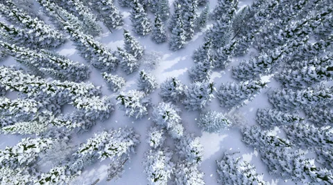 Winter forest Stock Footage