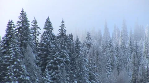 Winter Forest Stock Footage 44781633