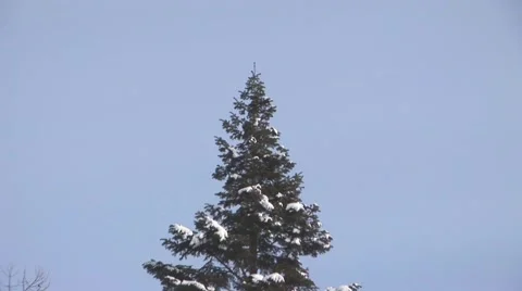 Winter Forest Stock Footage 44781703