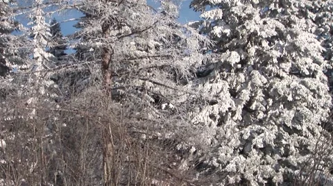 Winter Forest Stock Footage 44781947