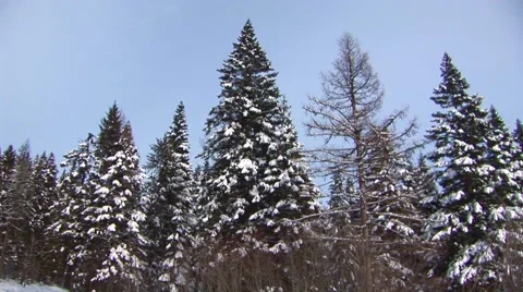 Winter Forest Stock Footage 44781989