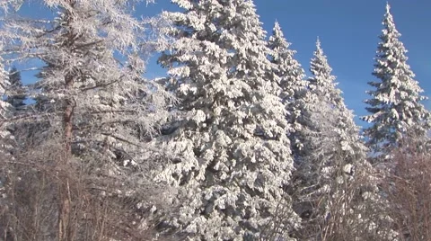 Winter Forest Stock Footage 44782002