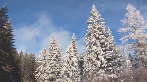 Winter Forest Stock Footage 44782007