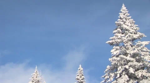 Winter Forest Stock Footage 44782386