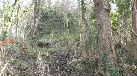 Winter Forest Stock Footage 45539585