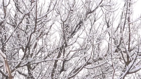 Winter forest Stockbeeldmateriaal 45740138