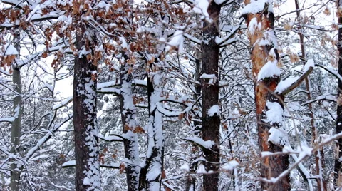 In the winter forest Video stock 46625174
