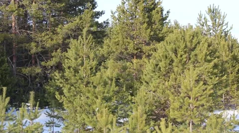 Winter Forest Video stock 47206208