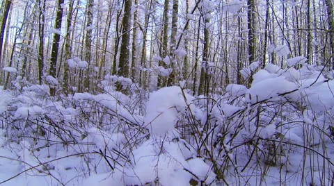 Winter Forest. Stock Footage 47482128