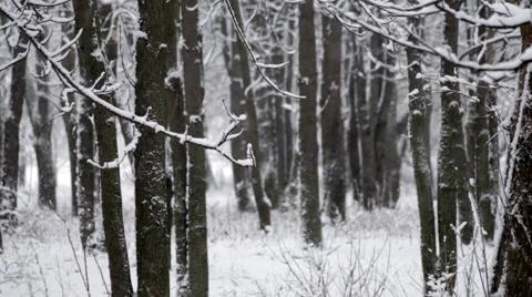 Winter Forest    Stock Footage 47621083