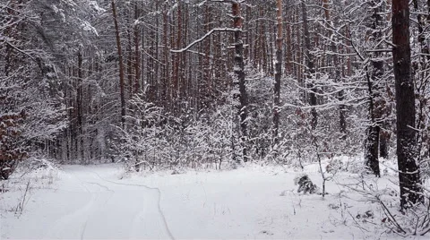 Winter forest. Video stock 47954643