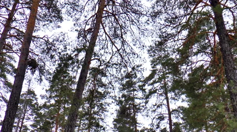Winter forest Stock Footage 48036137