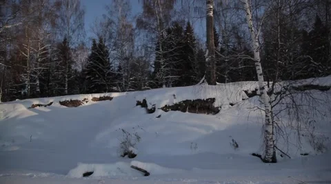 Winter forest Video stock 49212533