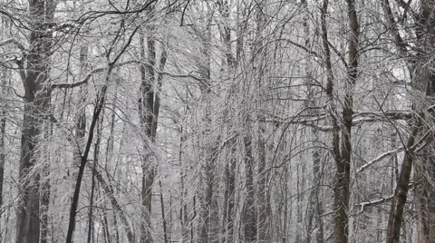 Winter in the Forest Stock Footage 54317861