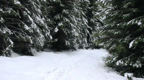 Winter forest Stock Footage 56683494