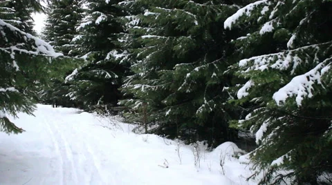 Winter forest Stock Footage 56683714