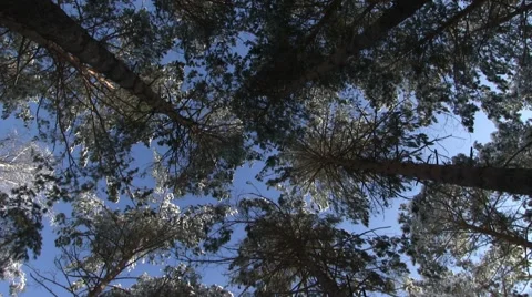 Winter Forest Видео 57641367