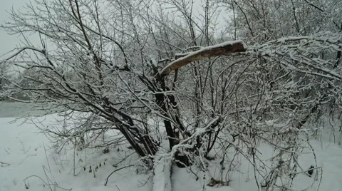 Winter Forest Stock Footage 58666303