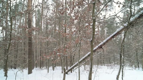 Winter in forest. Stock Footage 59699356