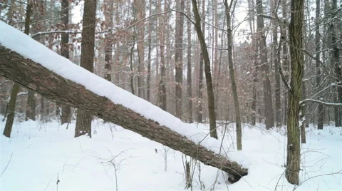 Winter in forest. Stockbeeldmateriaal 59699718