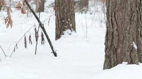 Winter in forest. Stock-Footage 59699963