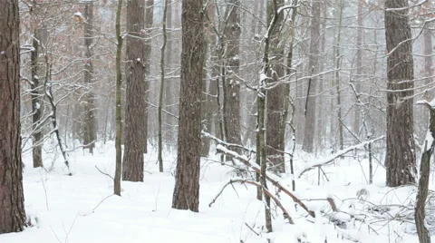 Winter in forest. Stock-Footage 59700322