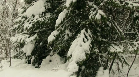 Winter Forest Видео 59998470