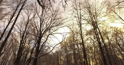 Winter Forest 스톡 동영상 60058441