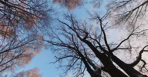 Winter Forest Stock-Footage 60058985