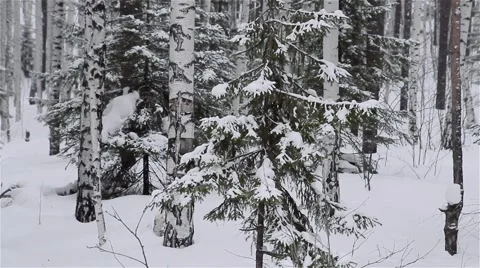 Winter forest Vidéo 60981299