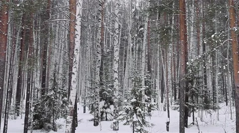 Winter forest Vidéo 60981321